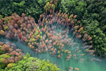 [Video] Cypress forest in Zhongshan's Wuguishan