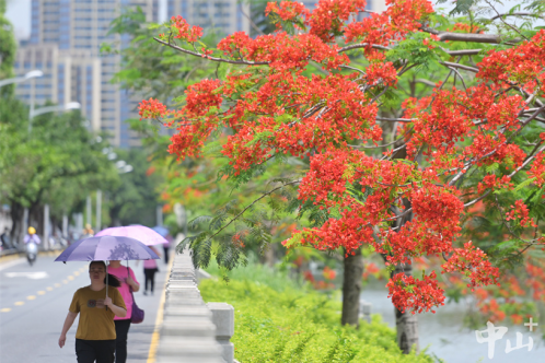 Images: Phoenix trees in full bloom